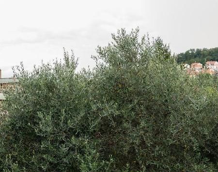 Wild Zagara Διαμέρισμα Λα Σπέτσια Εξωτερικό φωτογραφία
